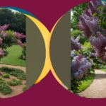 Enchanting Lilac Landscapes: 18 Ideas for Your Garden