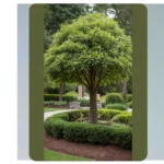 Creative Tree Landscaping Ideas to Charm Your Front Yard