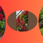 Get Creative with 15 Unique Shade Planters