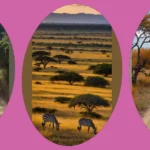 Capturing the Soul of Africa: 18 Stunning Photography Ideas**  
**