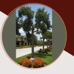 Transform Your Front Yard: 15 Fun Tree Landscaping Ideas