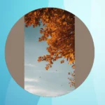 Transition Your Vibe: 20 Trendy iPhone Wallpapers for Fall**  
**