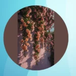 Unleash Your Inner Artist with 20 Aesthetic Wallpaper Ideas