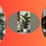 From Small Spaces to Tall Tales: 16 Houseplant Ideas for Urban Living
