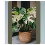 **Mastering Monstera: 20 Care Ideas for Your Aesthetic Greenery**