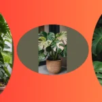 Creating a Botanical Gallery: 20 Monstera Care Hacks for Art Lovers
