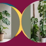 Green Glam: 20 Tips for Thriving Monstera Plants