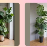 The Artistic Journey in Monstera Plant Care: Ideas for Every Plant Parent