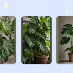 Monstera Madness: 20 Tips to Unleash the Beauty of Your Indoor Jungle
