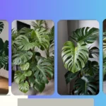 Mastering the Monstera: 20 Care Ideas for a Plant-tastic Home Decor