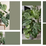 Unlocking the Secrets of Monstera Care: 20 Ideas for Leafy Happiness**  
**