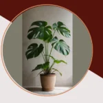 From Sketch to Splendor: 20 Monstera Care Tips for Your Home