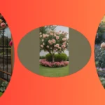 From Dull to Dazzling: 20 Stunning Rose Garden Front Yard Ideas to Steal the Show