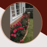 Redefine Your Front Yard with Roses: 20 Inspirational Decorating Ideas